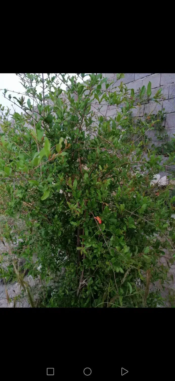 زمین کشاورزی گورک کله بندی