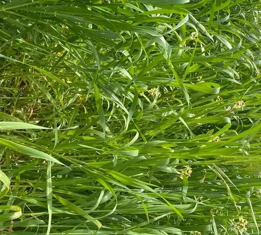 زمین واقع در کلاته بجدی