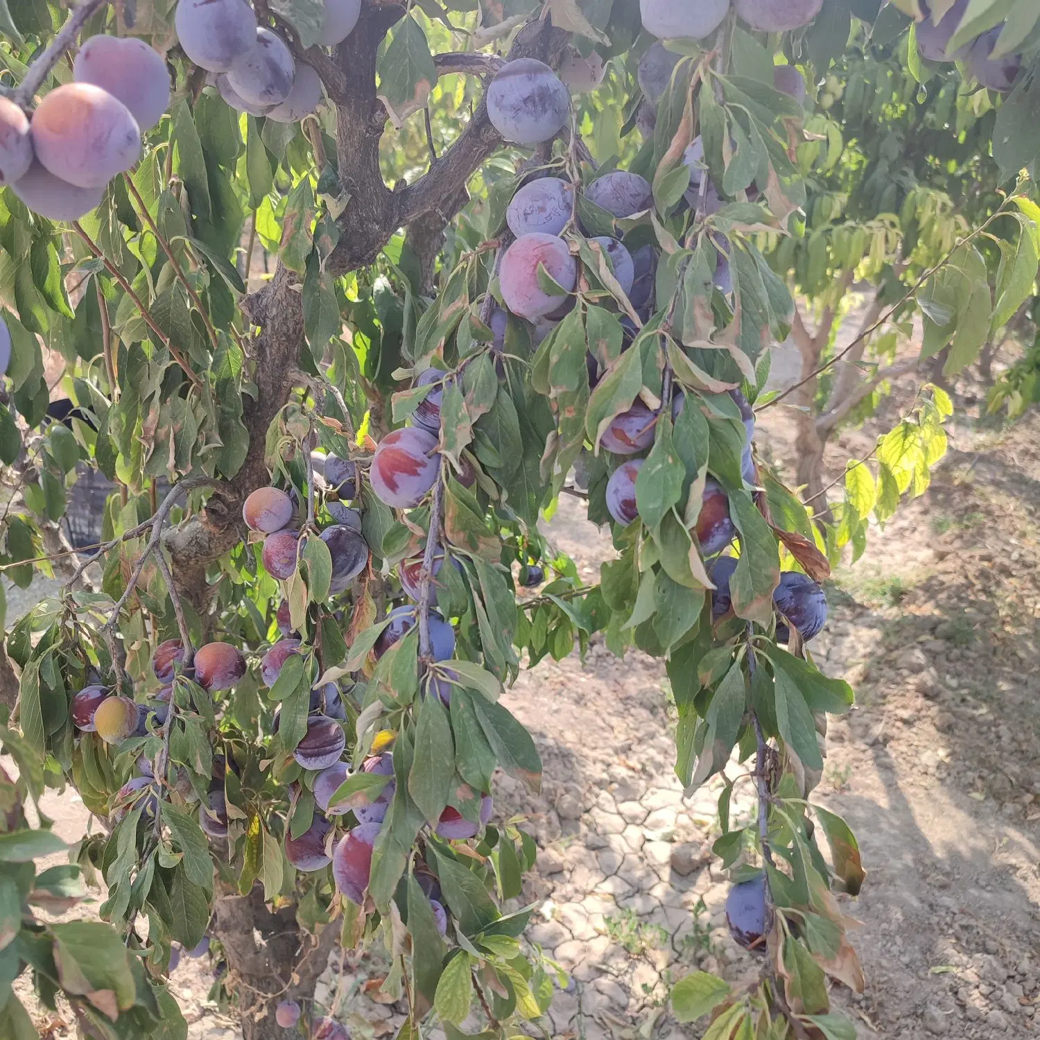 باغ