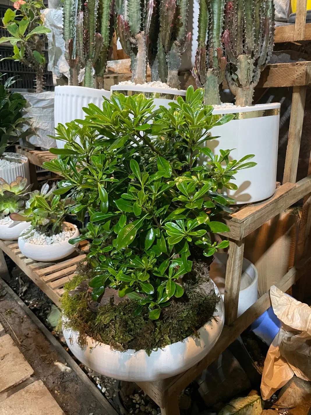 مغازه ۵۰ متری