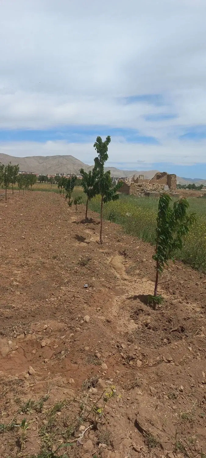 زمین کشاورزی مهاجران