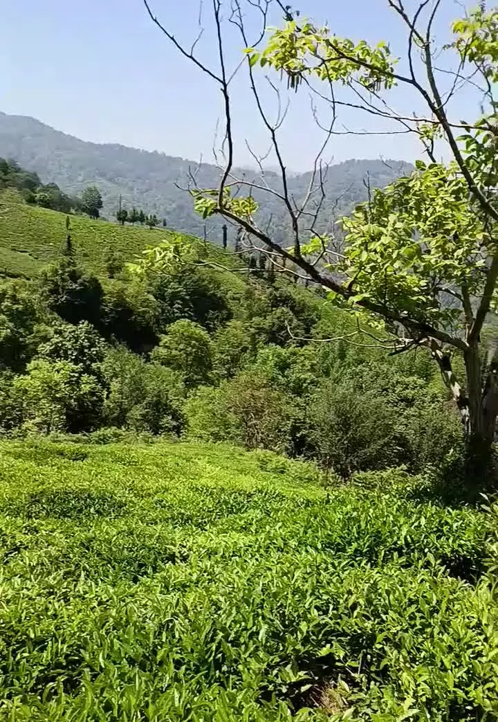 زمین باغ چای