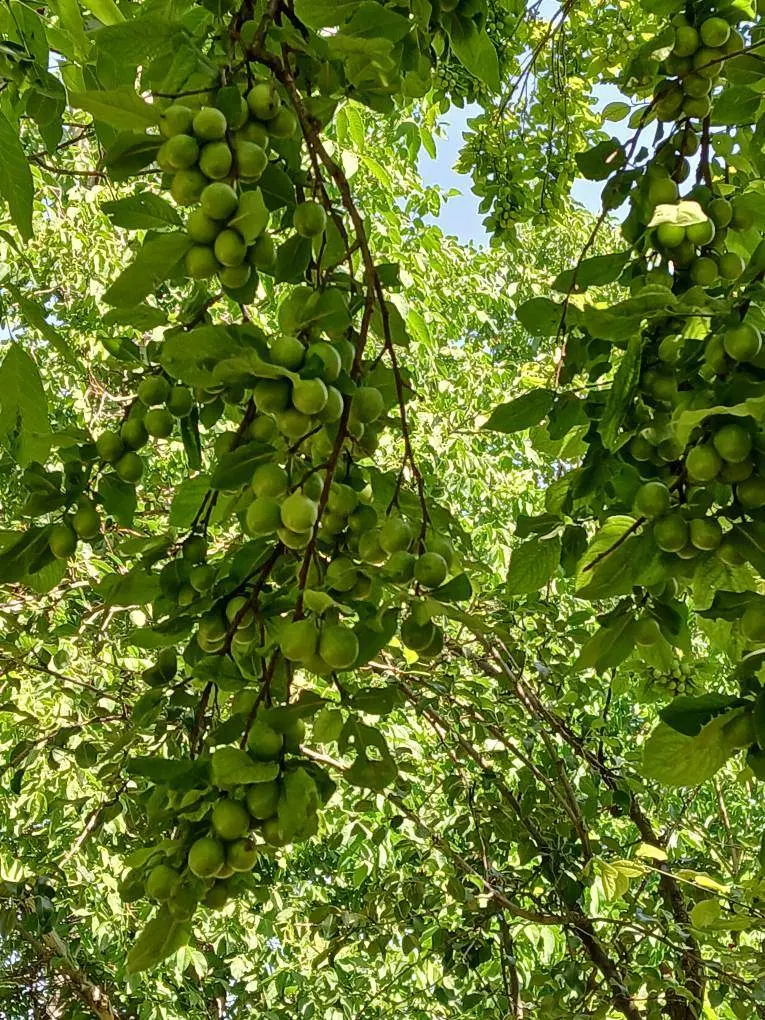 فروش باغ خوانسار