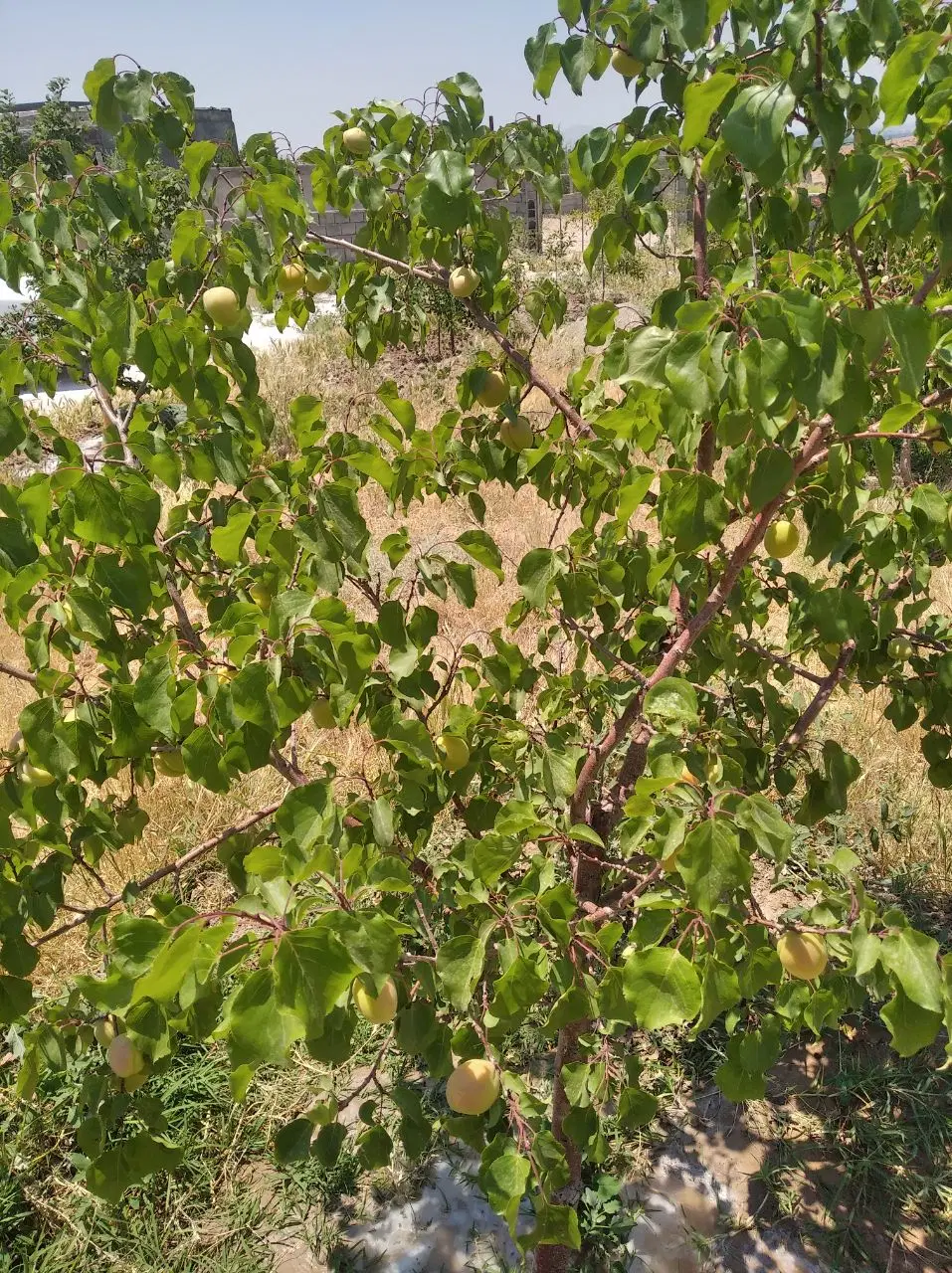باغ سردرختی مراغه