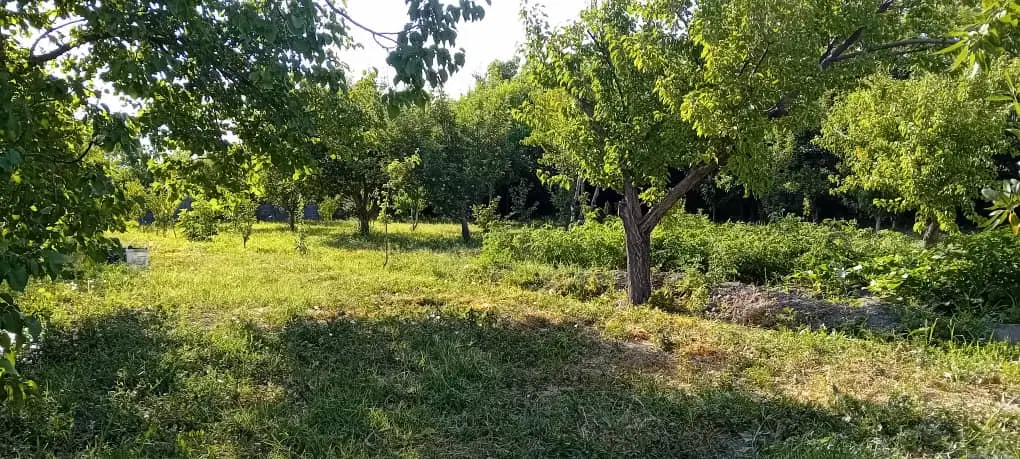 باغچه جاده سنتو