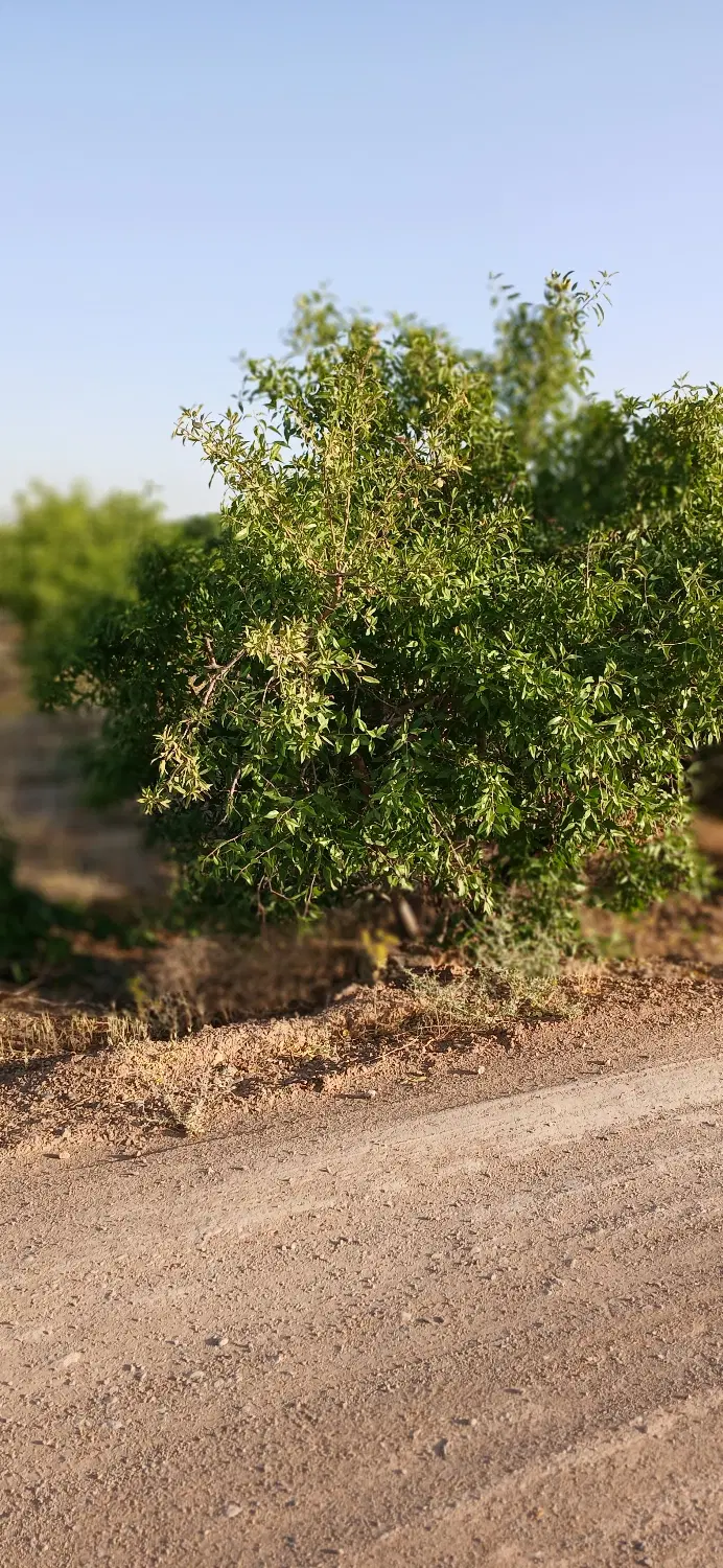 باغ.زمین.شهرک صنعتی جوزدان