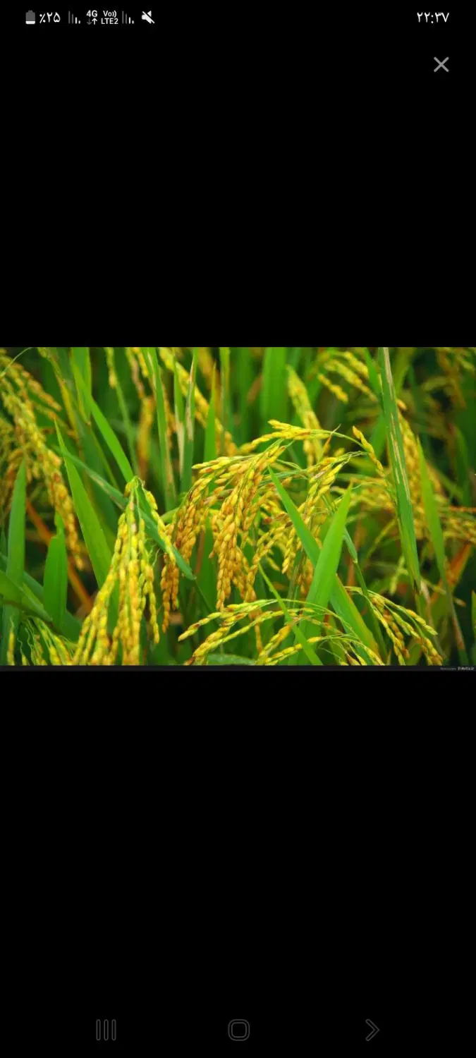 مزرعه یا بیجاربه متراژ۴هزارمترباسندروستای رمشایه