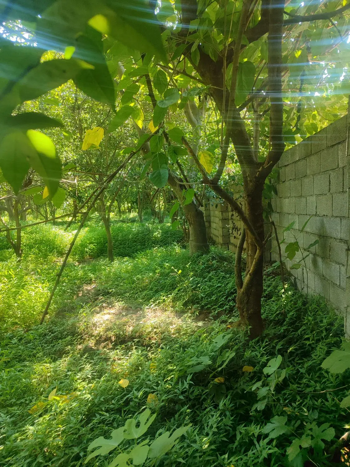 زمین 1000متری سند دار