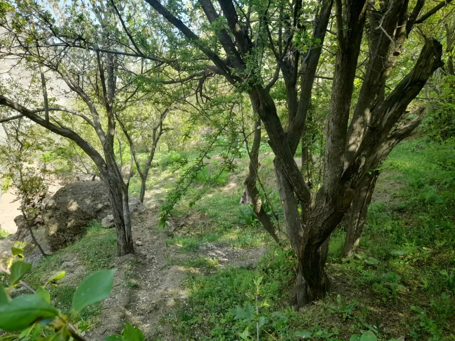 فروش باع