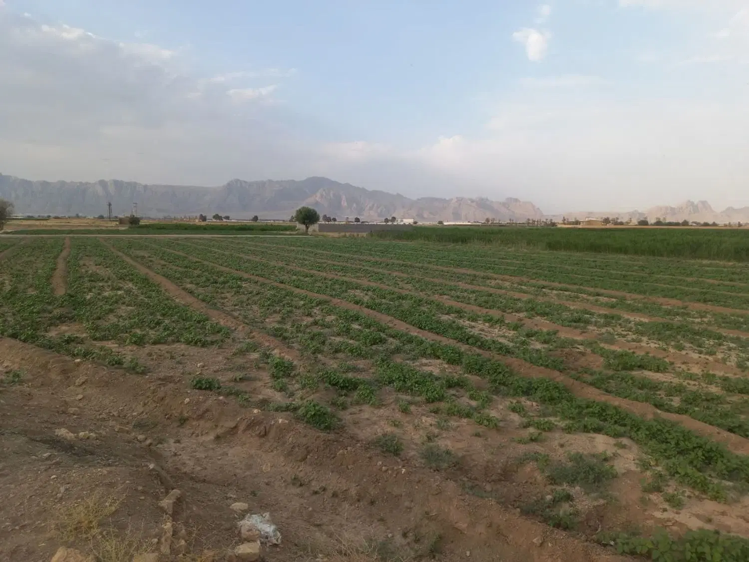 زمین کشاورزی با سهمیه آب واقع در روستای اسدآباد