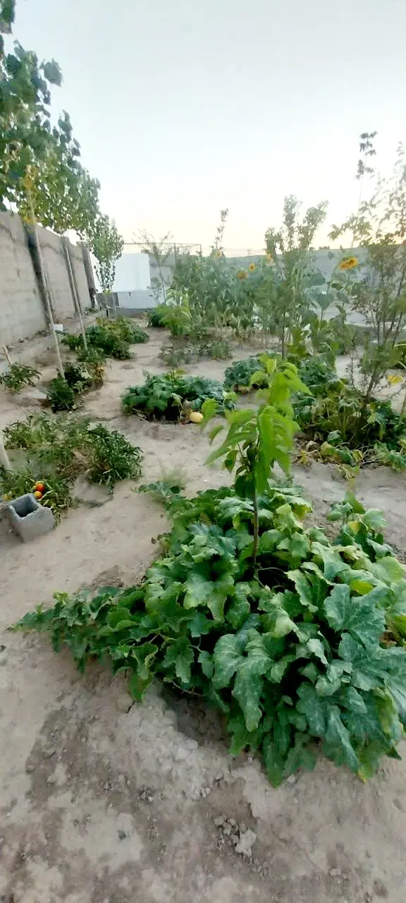 فروش زمین باغی بهار