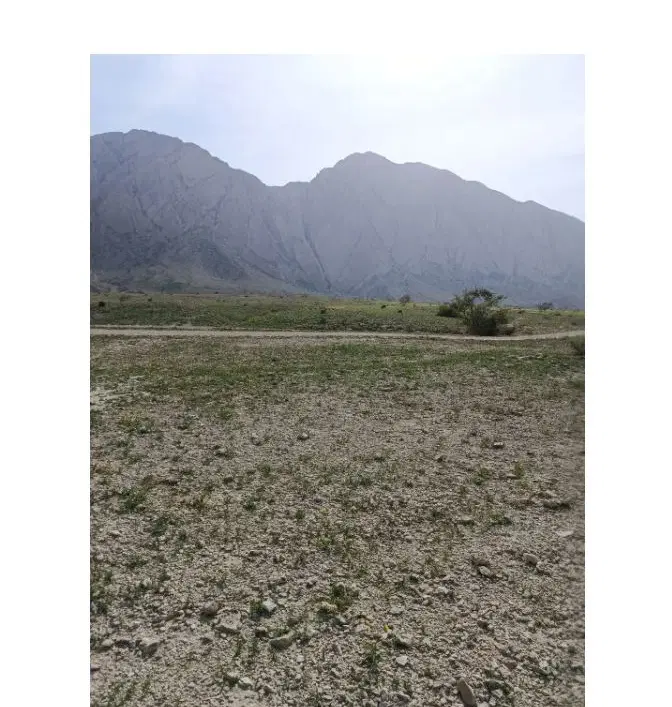 زمین تازیان بالا