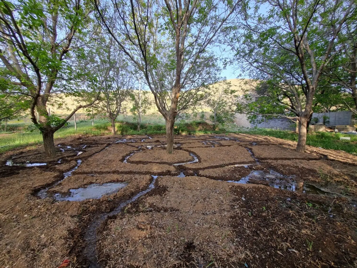 باغ گردو ۵۰۰ متری روستای ایوک