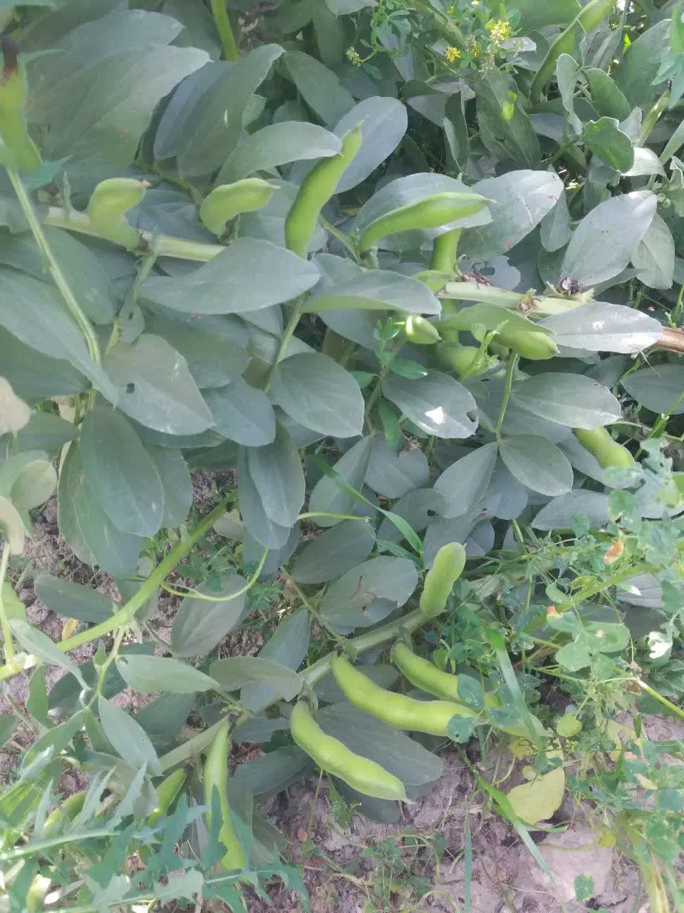 زمین مسکونی جمال آباد کرونی لاله زار3