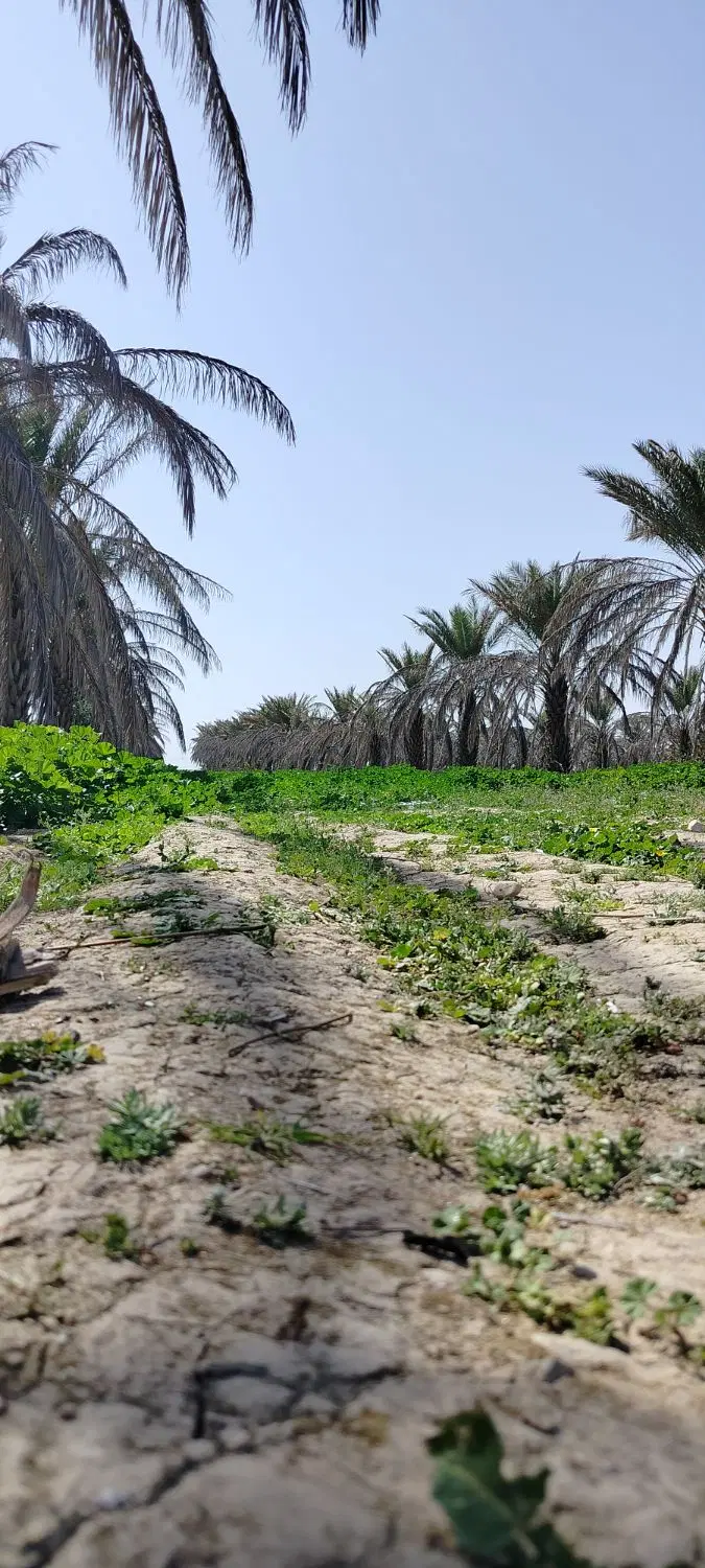 زمین کوره جبور