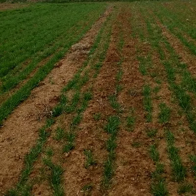 زمین کشاورزی اجاره ای