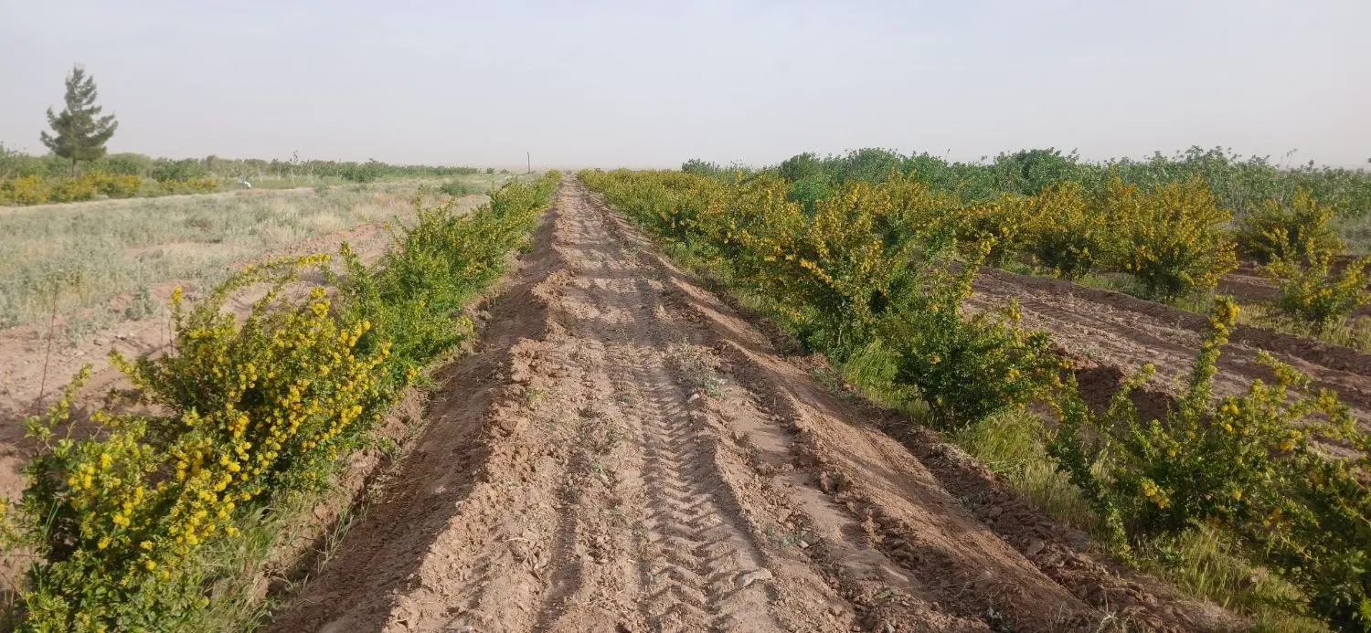 زمین کشاورزی یاخانه باغ
