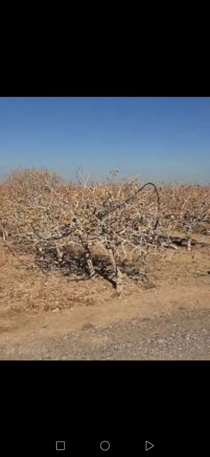 زمین