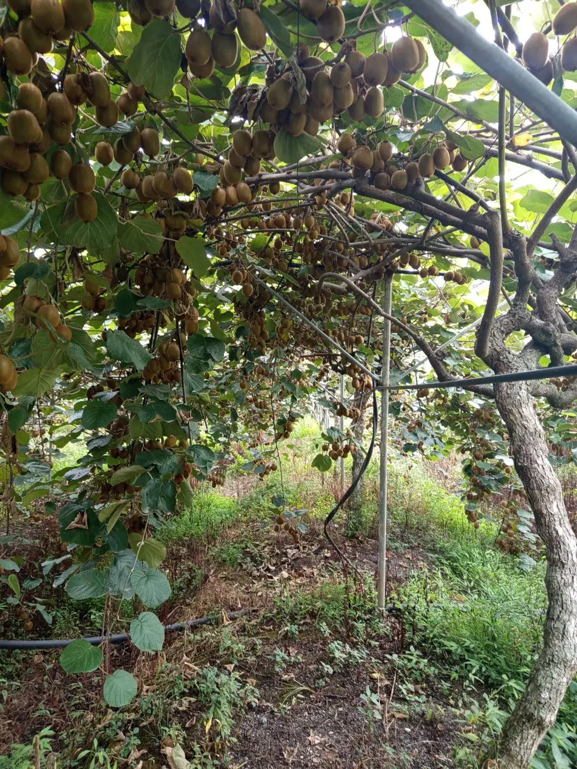 خانه زمین آستارا شیرآباد