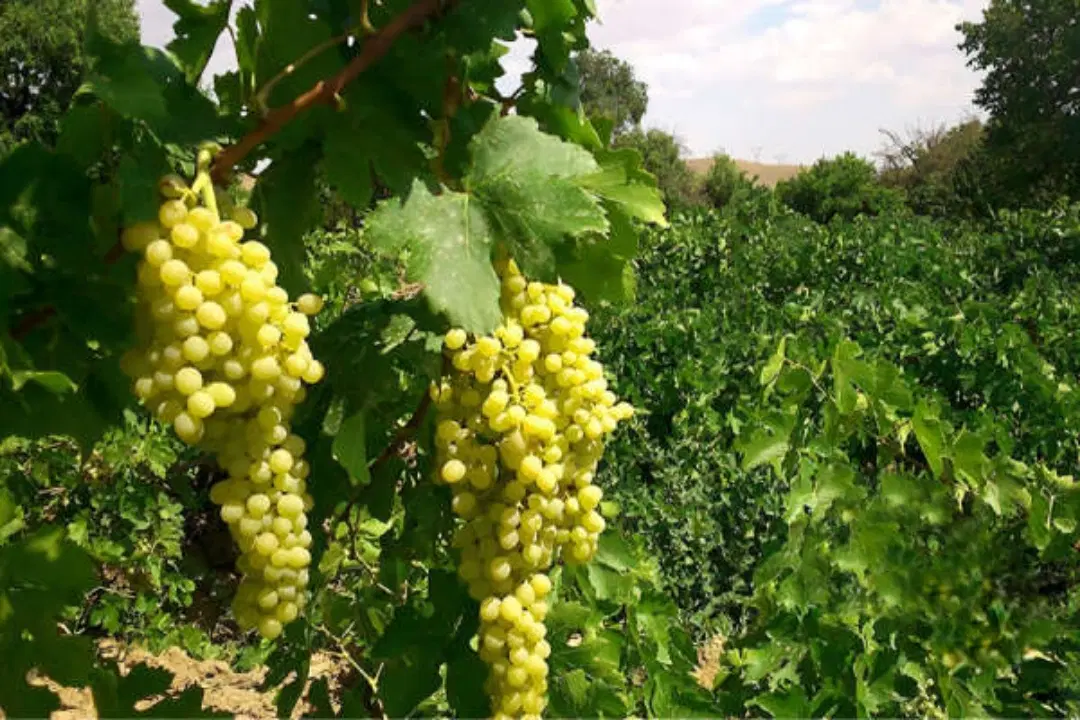 باغ انگور