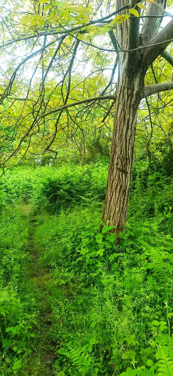 فروش زمین مسکونی نوشهر روستای درزیکلا