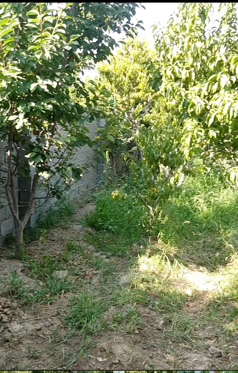 یک هکتار دامداری باغ کردان جنوبی تنکمان محمدآباد