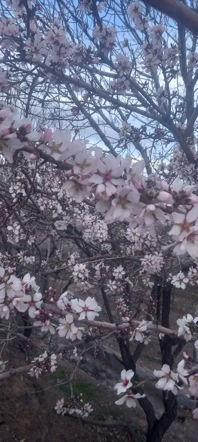 سلام این باغ وباغچه ۱۱۰۰متری