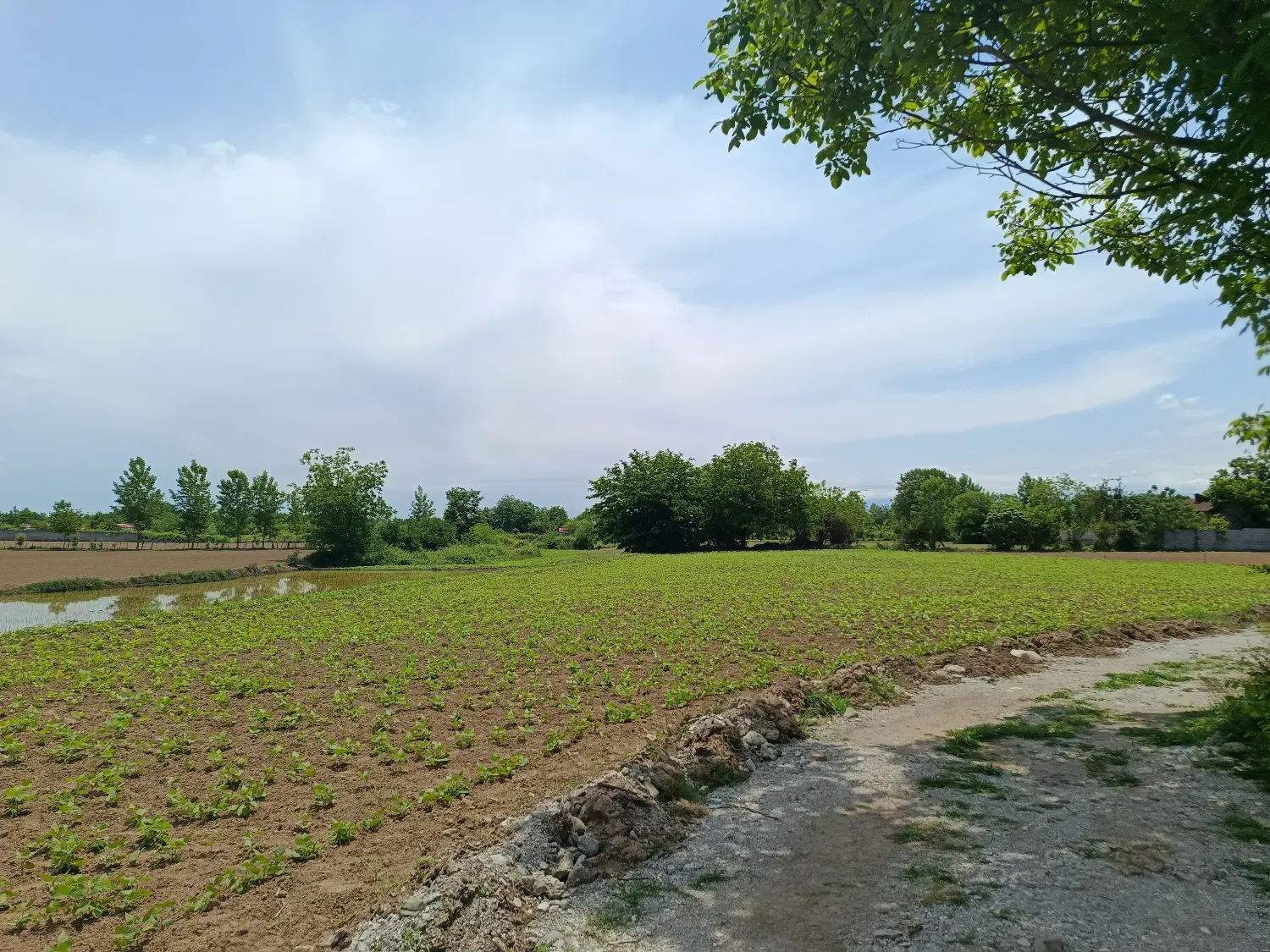 زمین با مجوز گلخانه شمال
