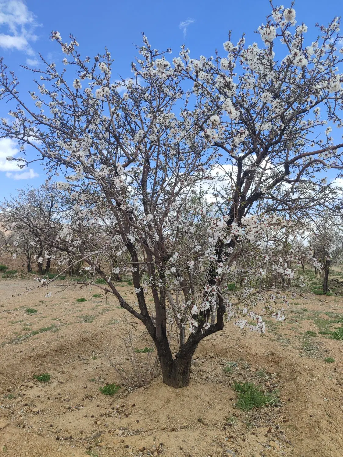 زمین کشاورزی