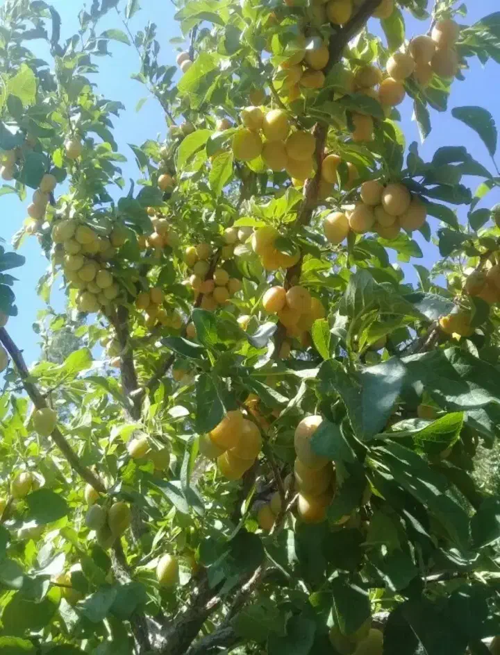 فروش باغ با انواع درختان میوه در دل کوستان