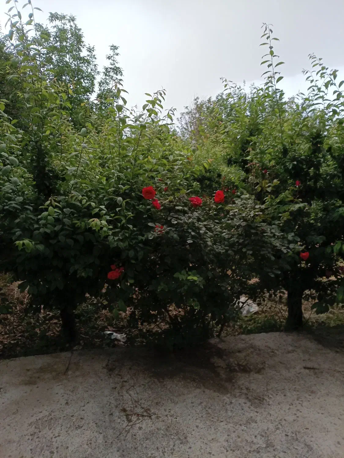 ۴۵۰متر زمین چهاردیواری سنقرآباد(تاپلوکیشن)