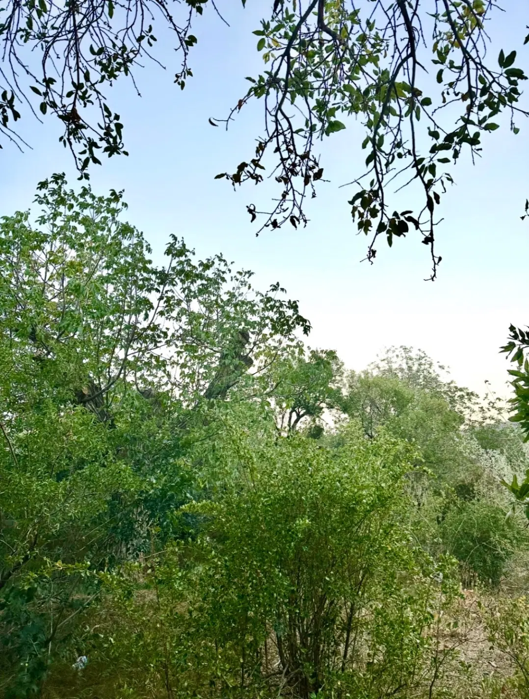 ۳۵۰ متر  باغ  یولاق