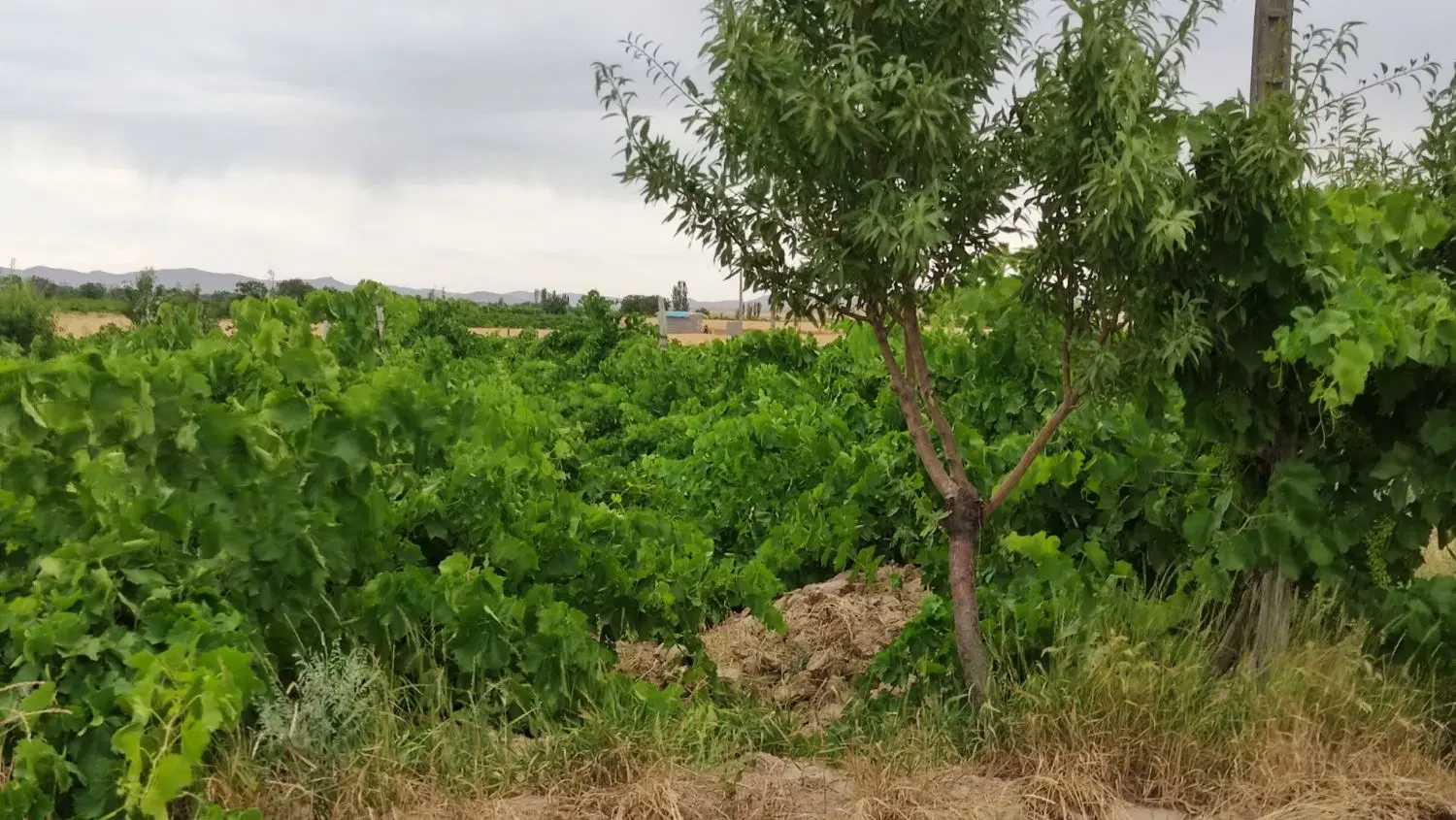 فروش باغ انگور روستای علی آباد1700 متر