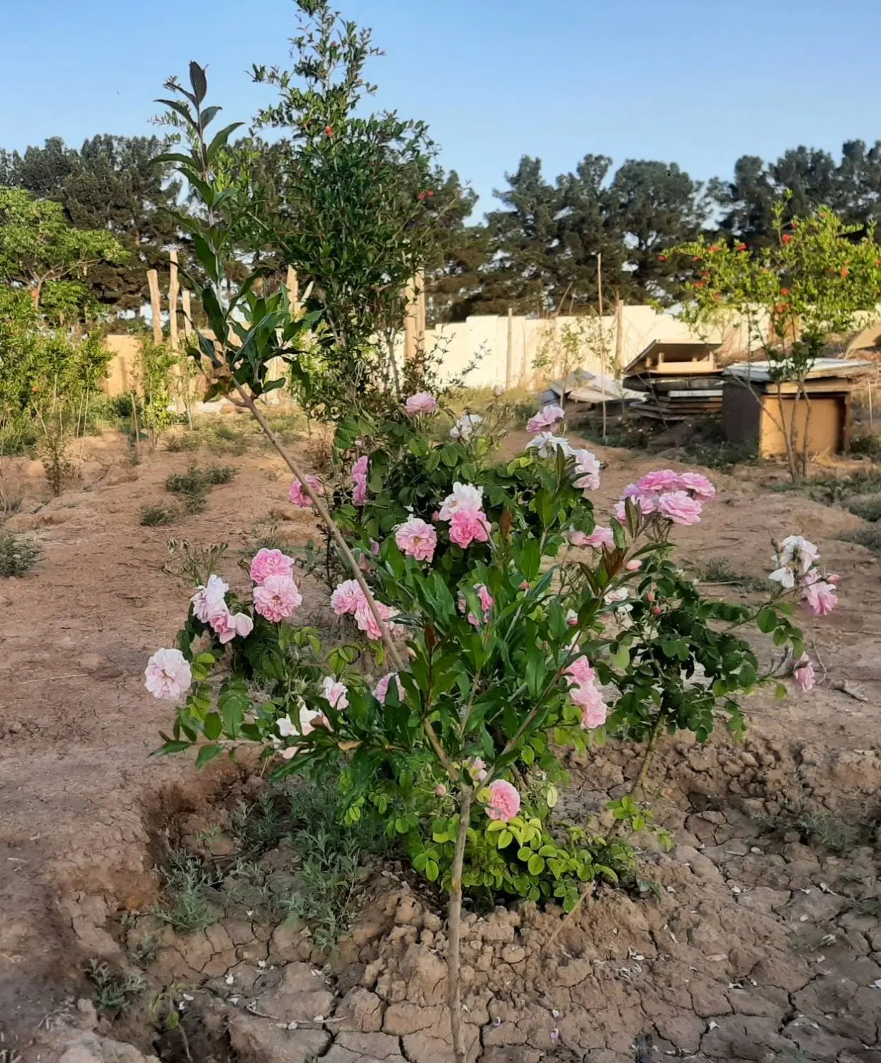 باغچه دارای آبیاری قطره ای