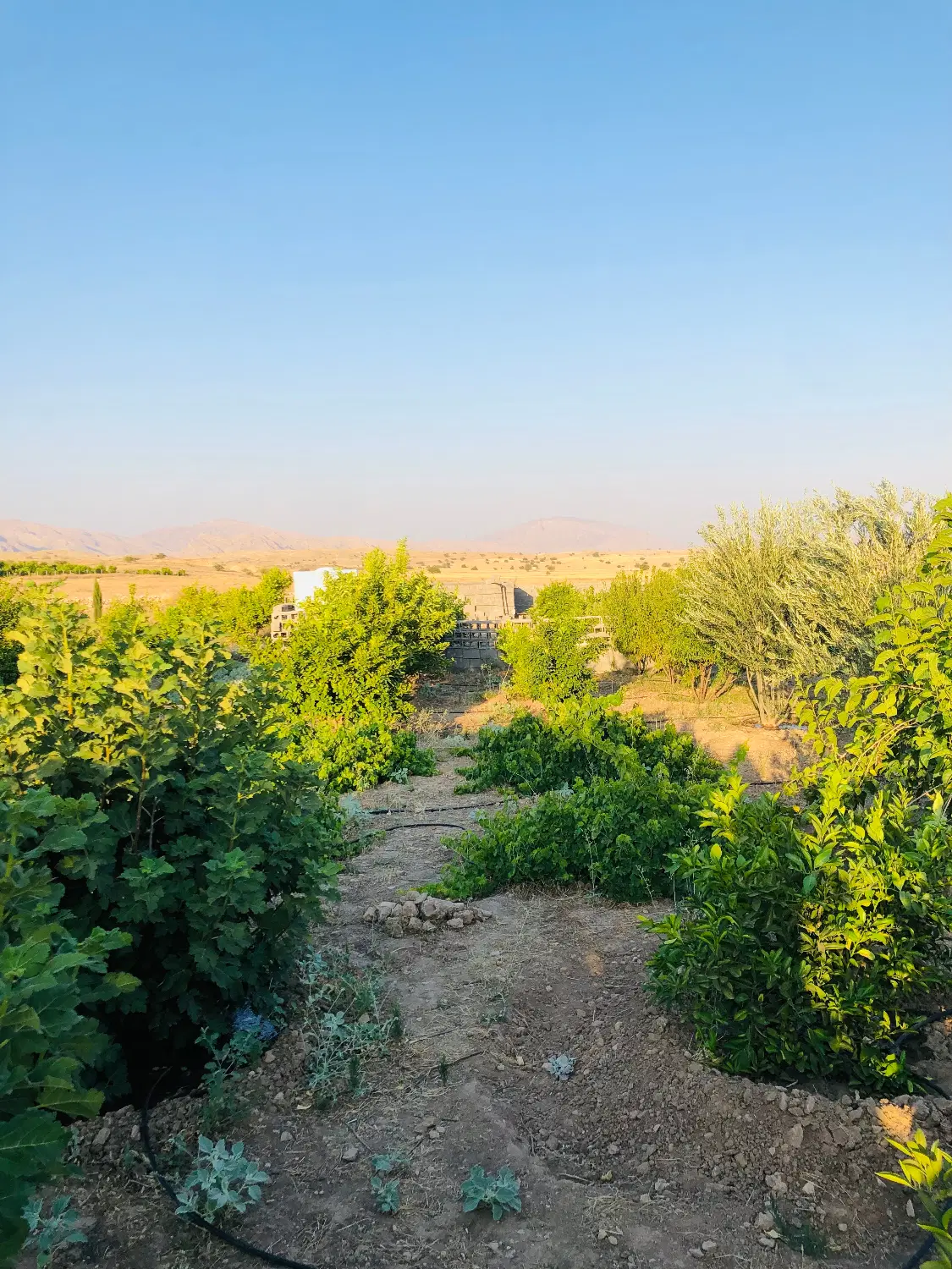 زمین باغی سرآب ننیز دشت اره