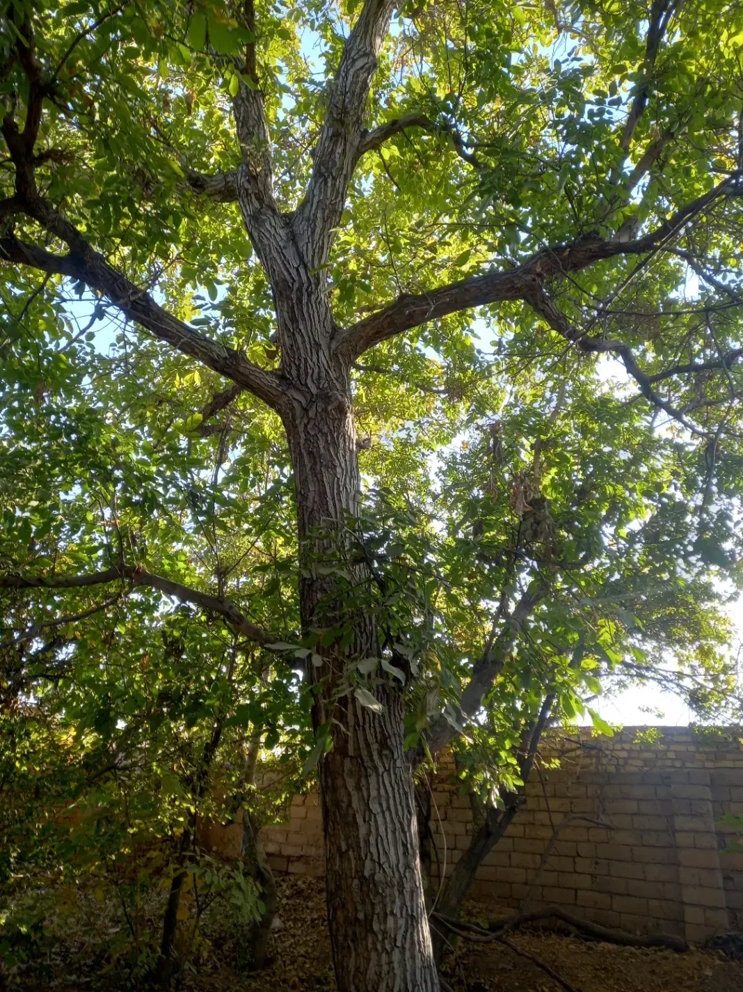 ویلا سنتی روستایی