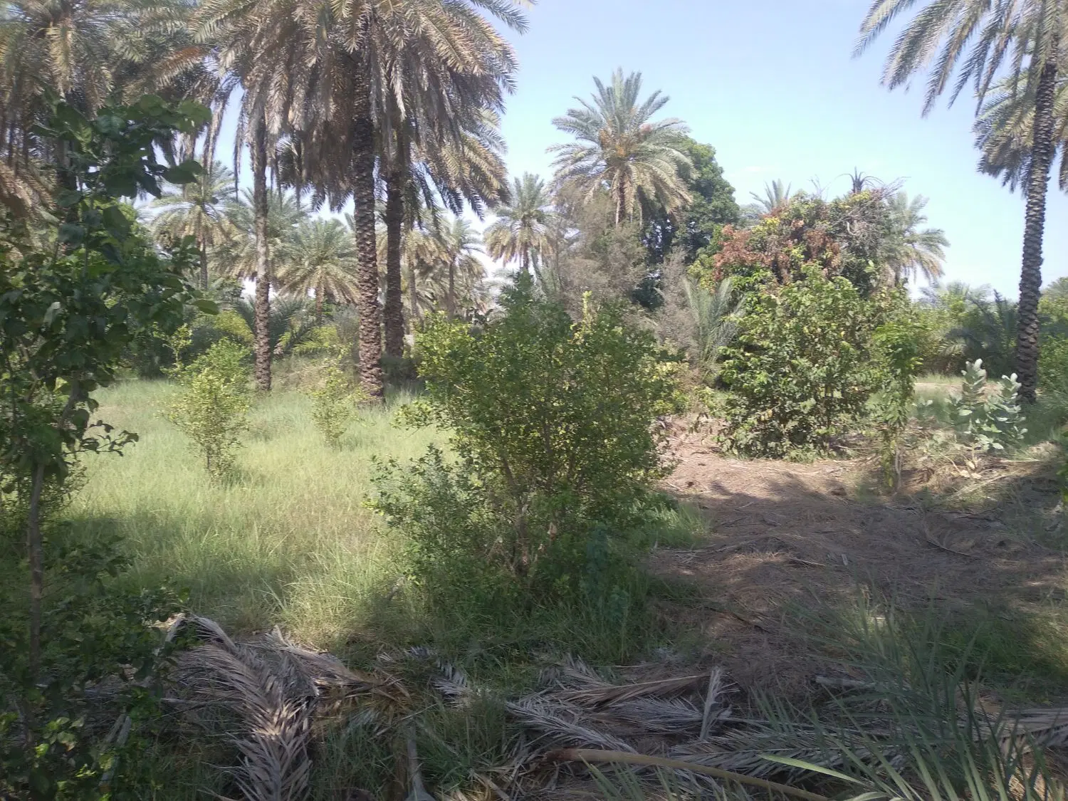 فروش زمین باغی