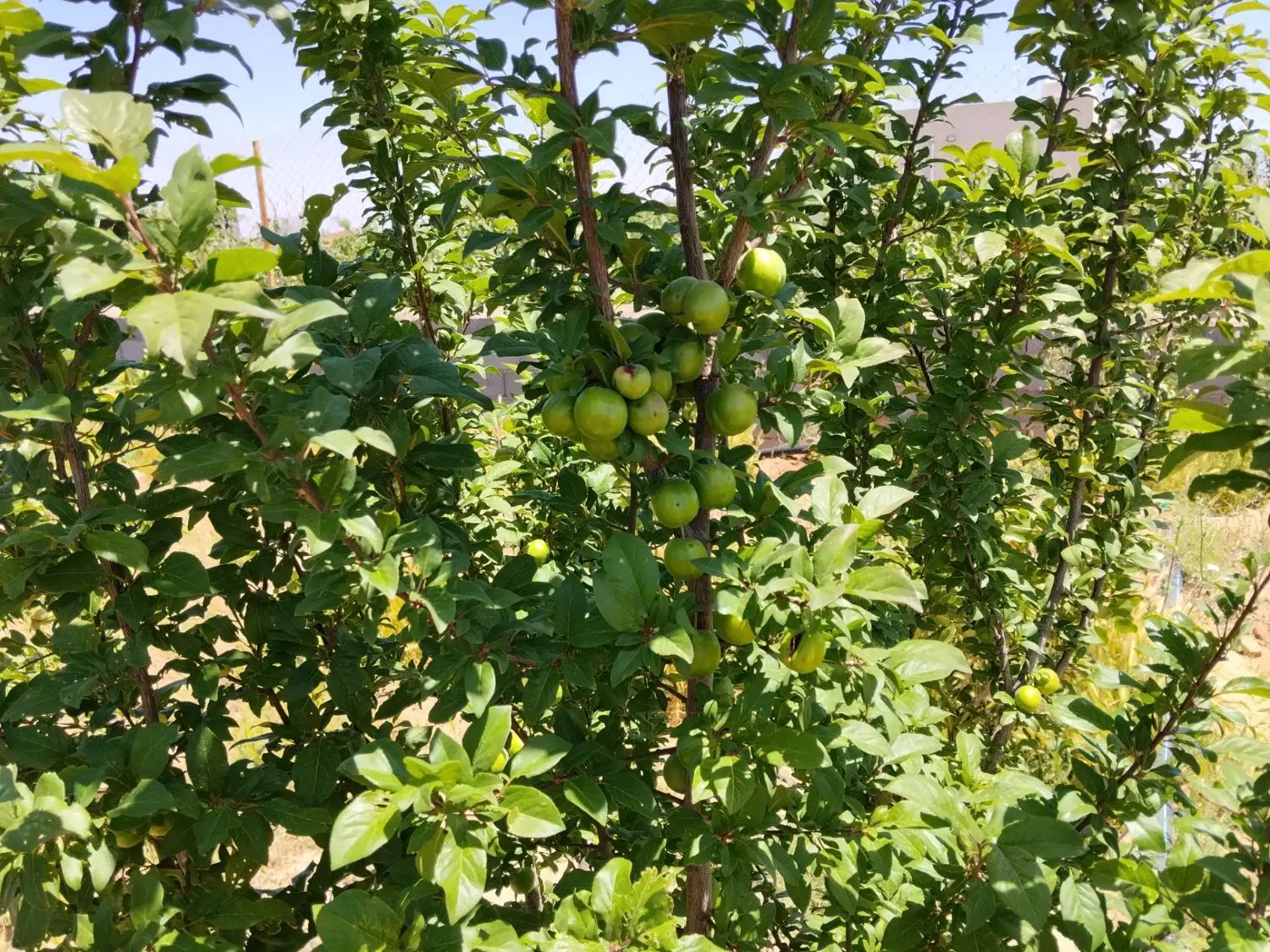 فروش باغ در مامونیه چاه تپه