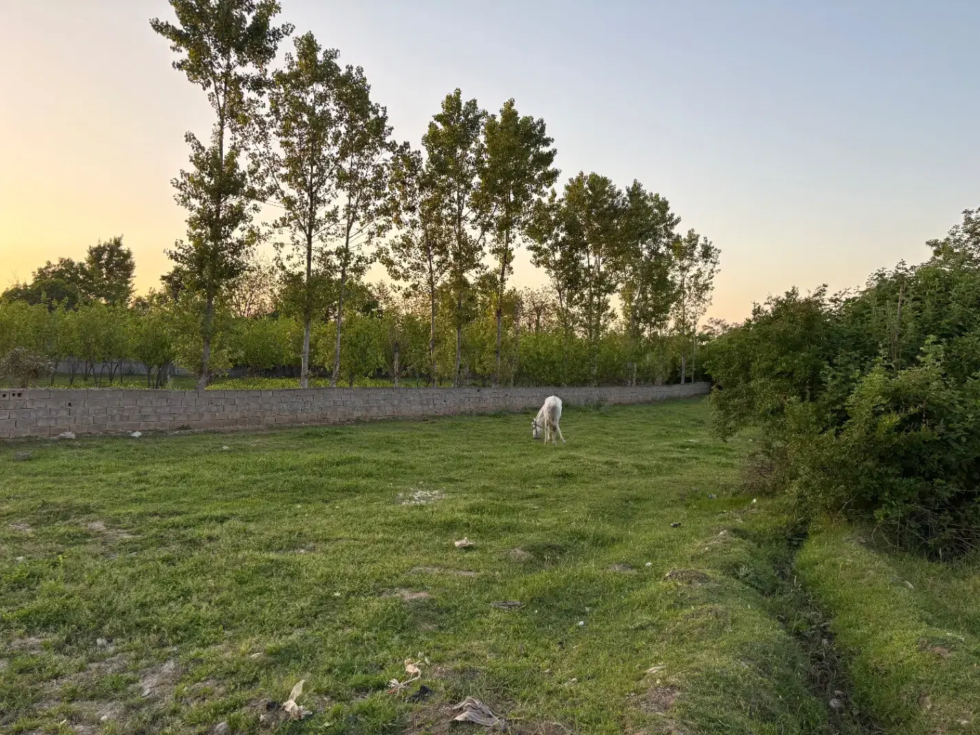 زمین روستای عباس آبادکتول داخل بافت(یکجا+تفکیکی)