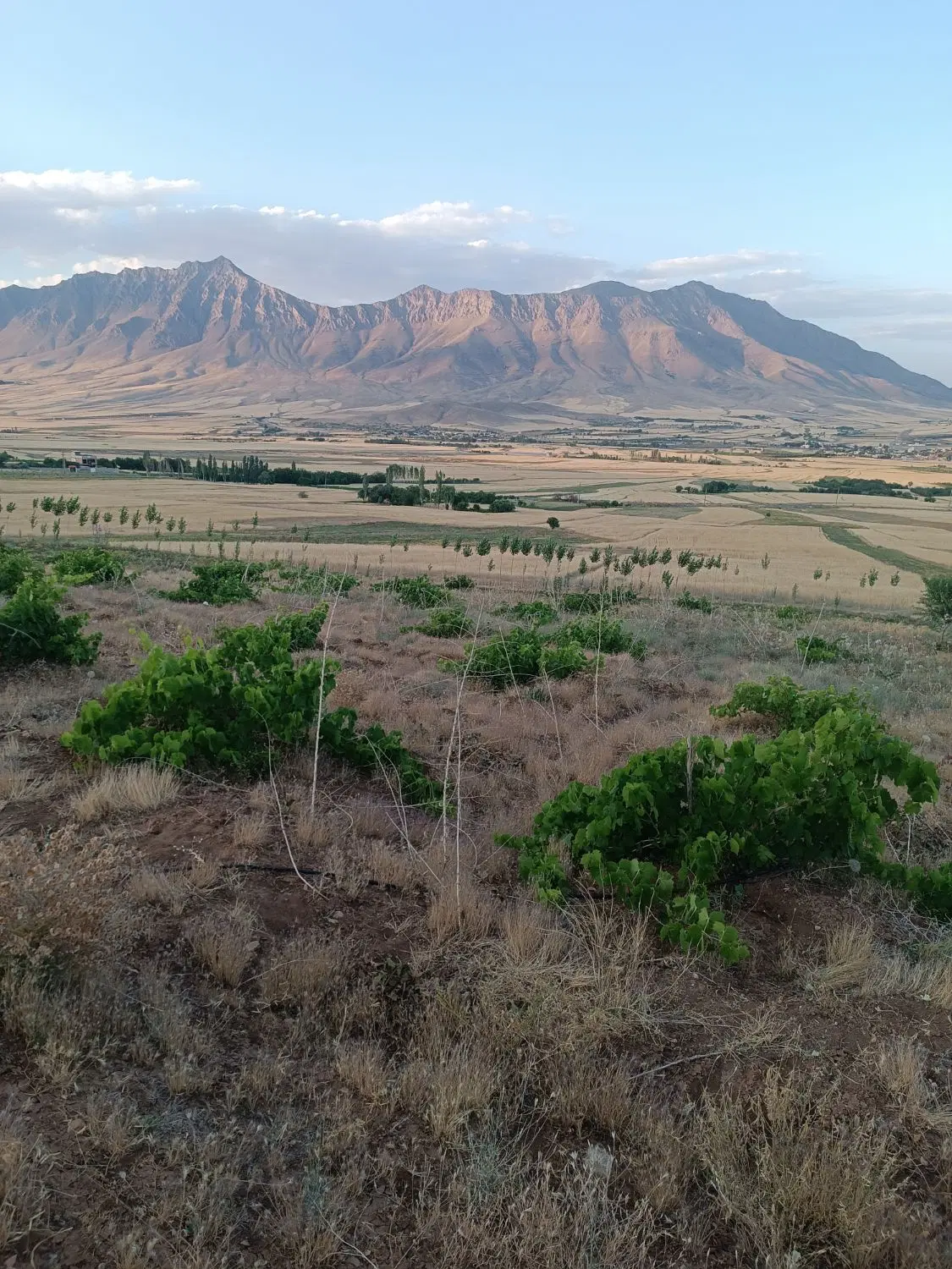 فروش زمین برای خانه باغ