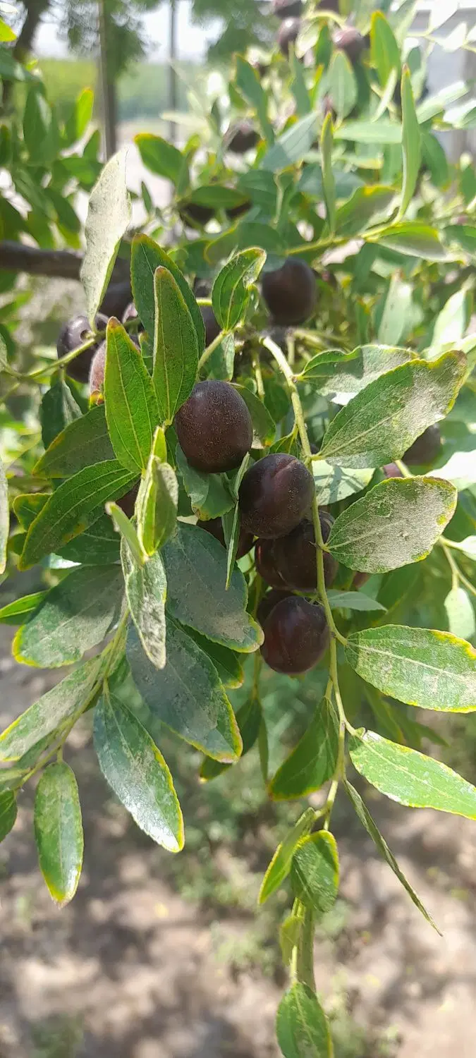 باغ فروشی در ارتفاعات باقران روستای یشت مزارکوه