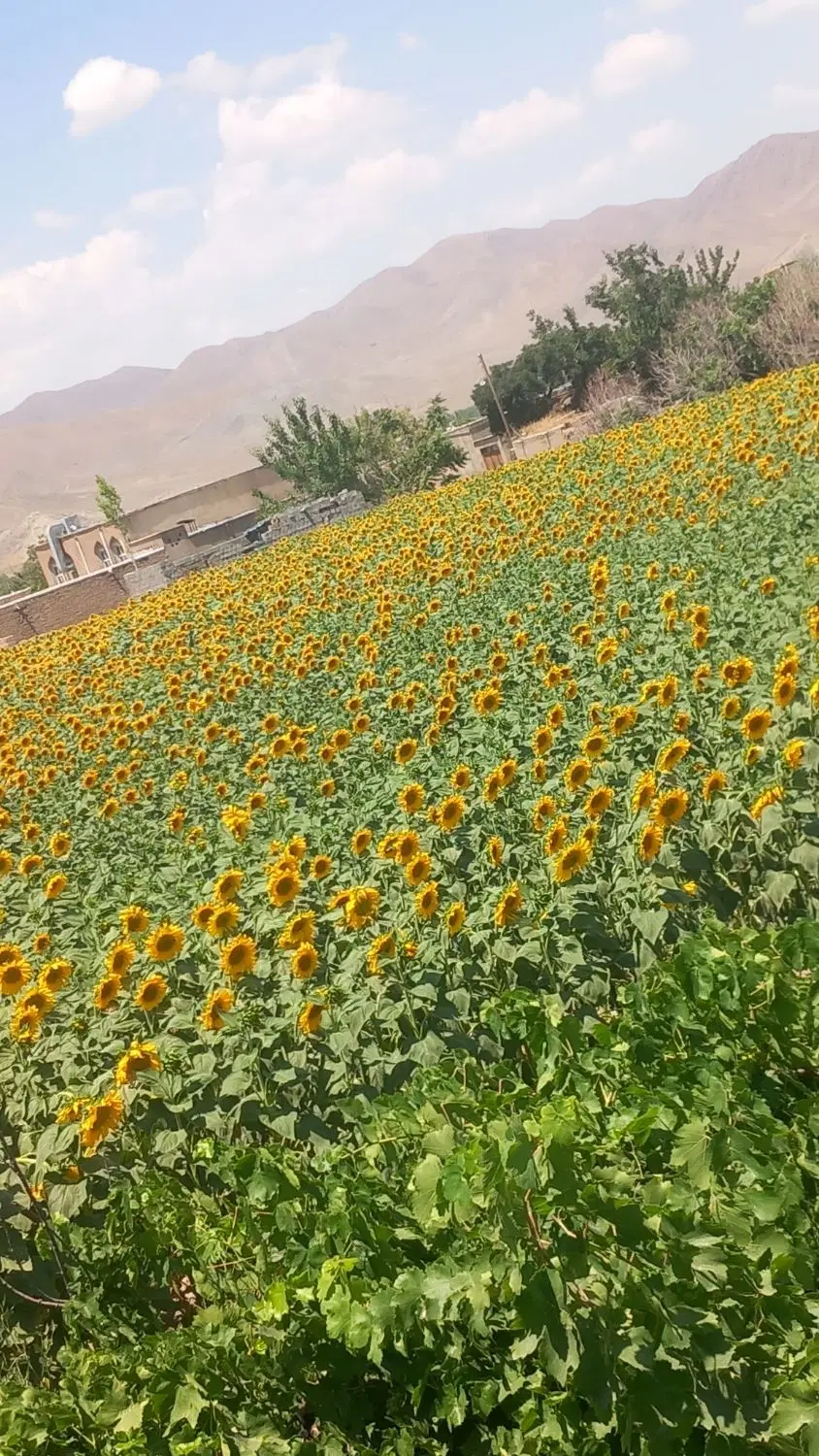 معاوضه باغ با خانه