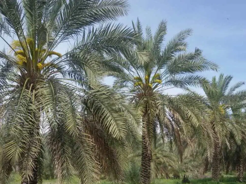 زمین بازیاری ویلا باغ مسکونی