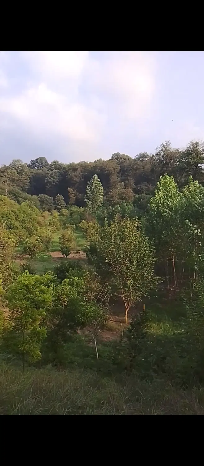 ۲۰۰۰متر‌زمین در کرچنگ