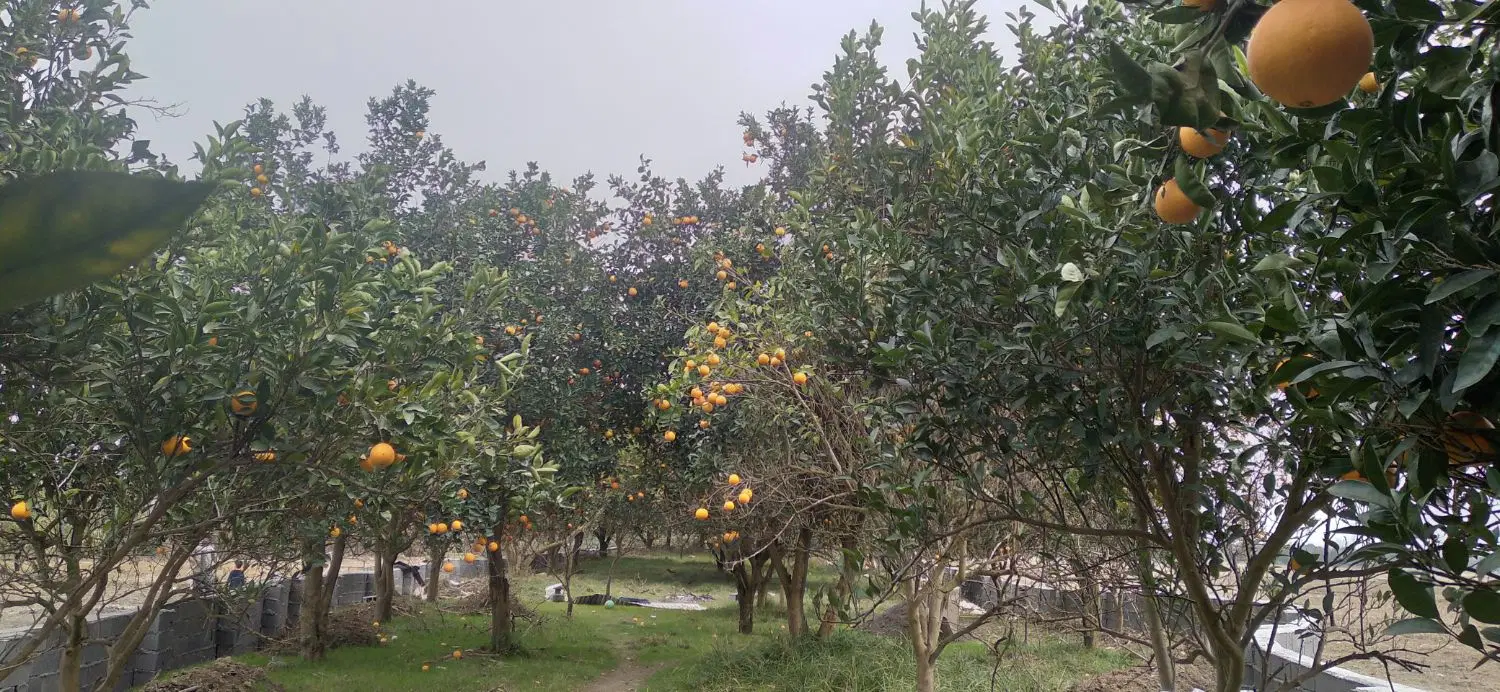 فروش زمین باغی