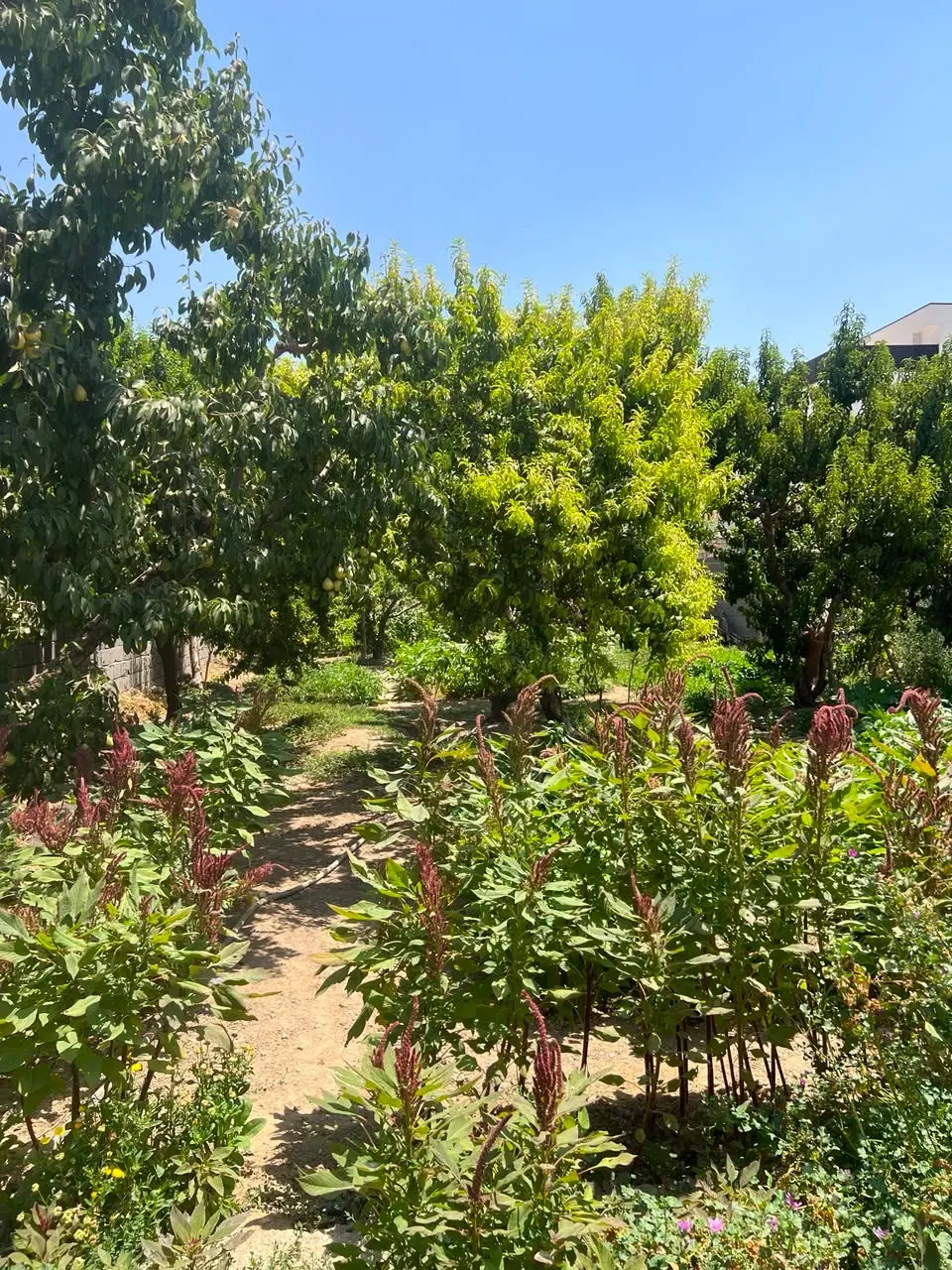 فروش باغچه ۲۰۰ متری