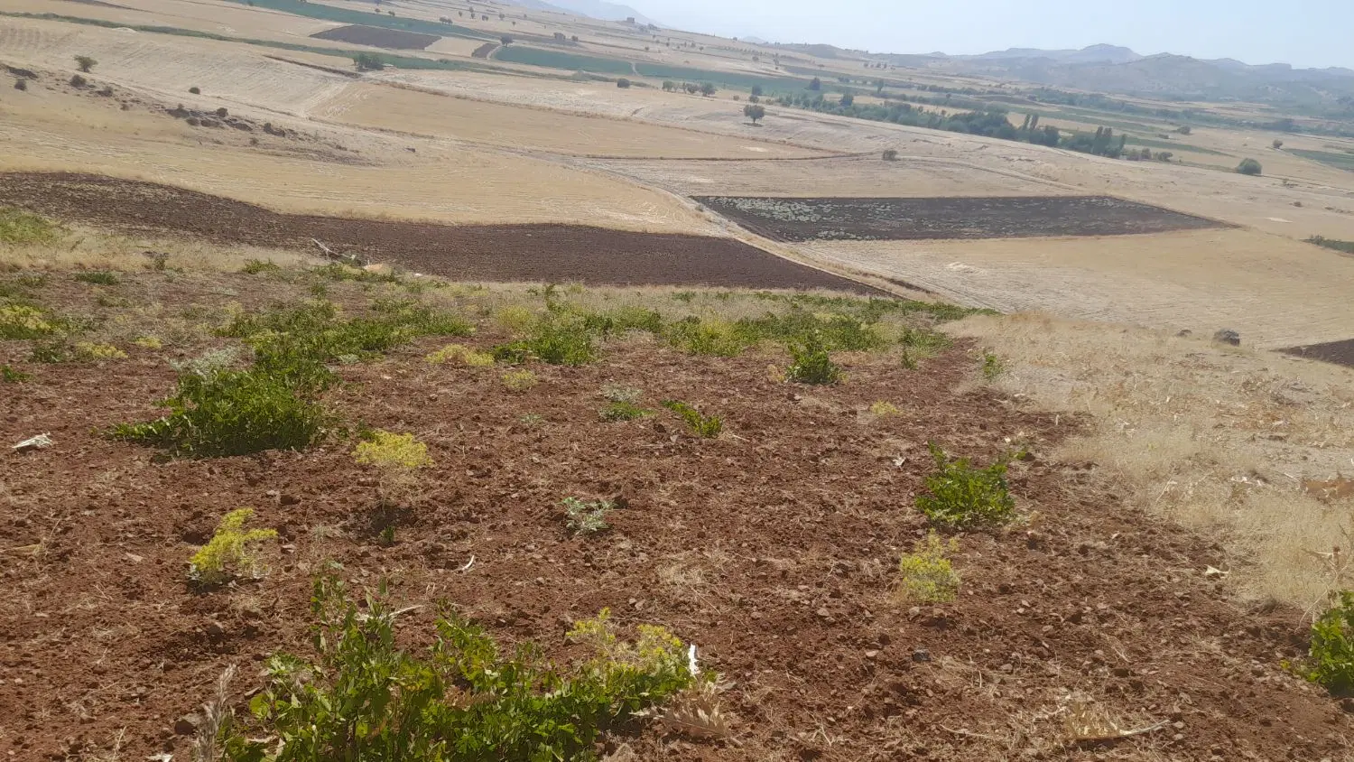زمین کشاورزی