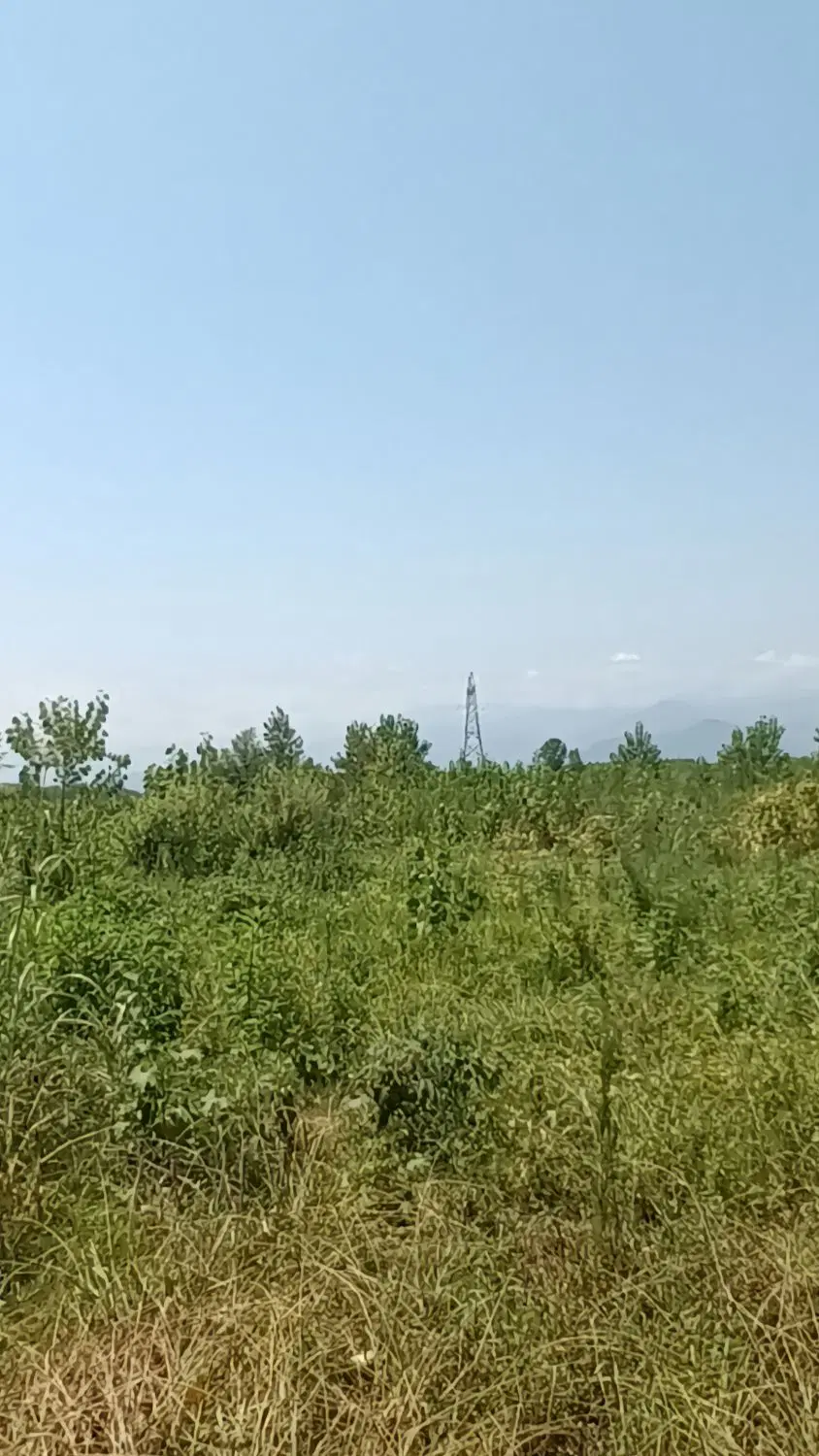 زمین باغی در منطقه ای زیبا در غرب گیلان