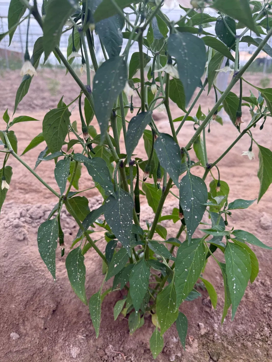 زمین ۱۴۰ متری الهیه جنوبی