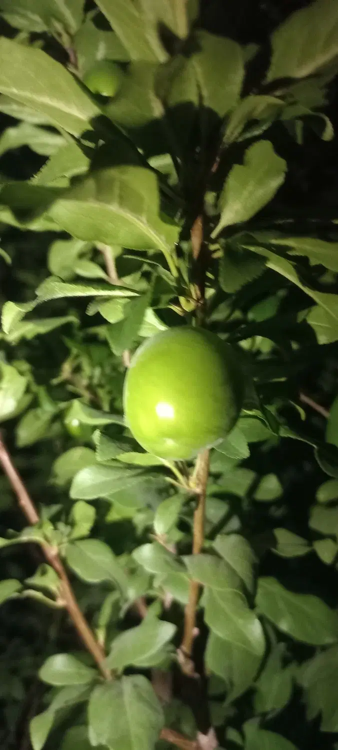 زمین کشاورزی